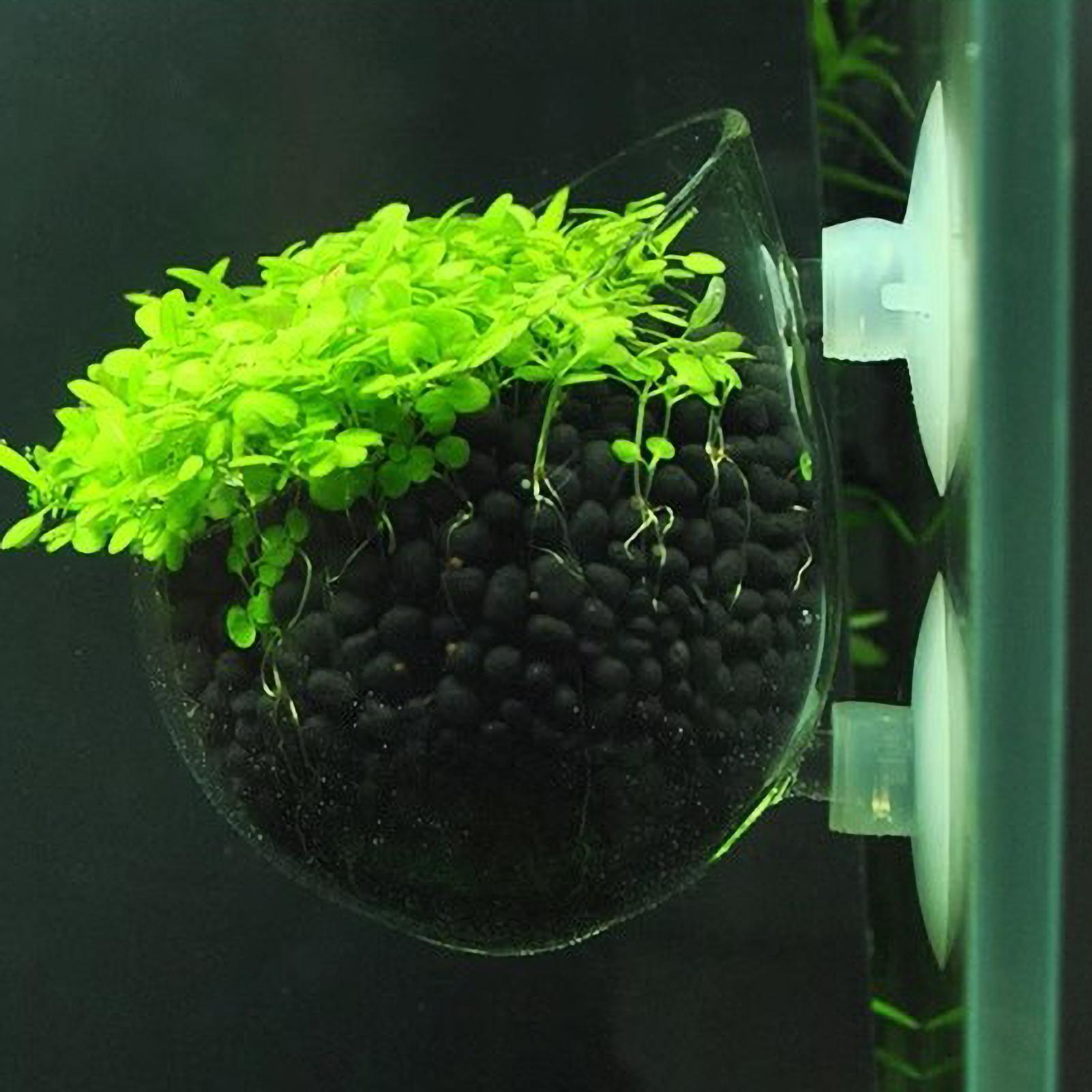 Live Plant Aquarium - 水槽用植物ホルダー ガラス製水草ポット 吸盤付き 生きた植物 魚タンクホルダー 水草プランター