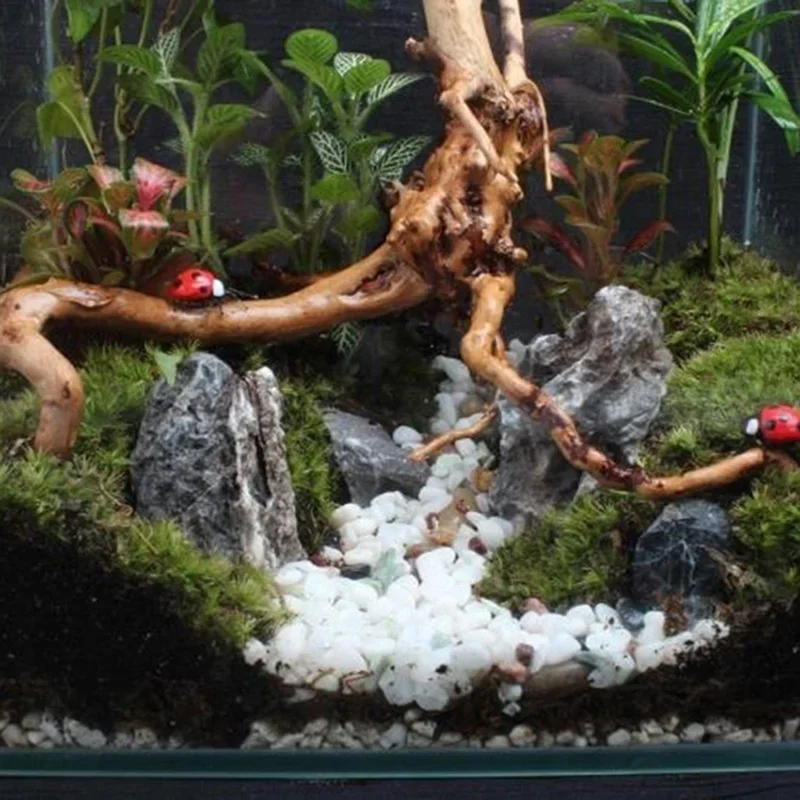 水族館、魚のタンク、爬虫類の根の植物、木の装飾、装飾アクセサ - Live Plant Aquarium のレビューと価格