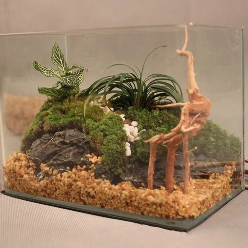 水族館、魚のタンク、爬虫類の根の植物、木の装飾、装飾アクセサ - Live Plant Aquarium のレビューと価格