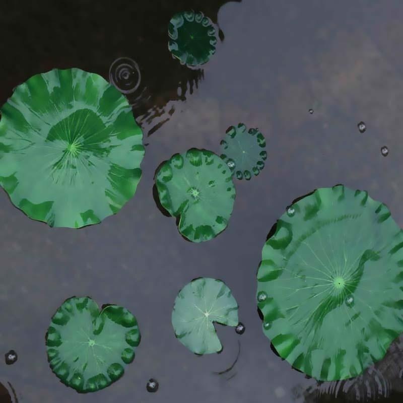 2026年人工水蓮蓮の葉花なし池飾り水槽用浮き蓮の葉庭の魚タ - Aquarium Moss のレビューと価格