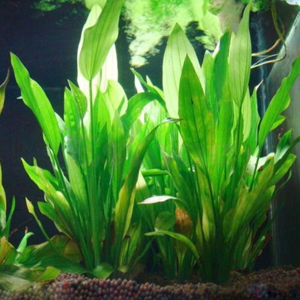 15 センチメートル人工水族館の装飾植物水雑草飾り水生植物水 - Live Plant Aquarium のレビューと価格