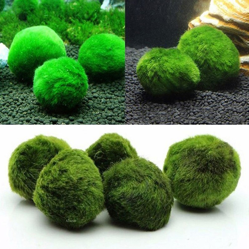 マリモモスボール 生きた水槽植物 藻類 魚 エビ 水槽飾り  - Live Plant Aquarium のレビューと価格