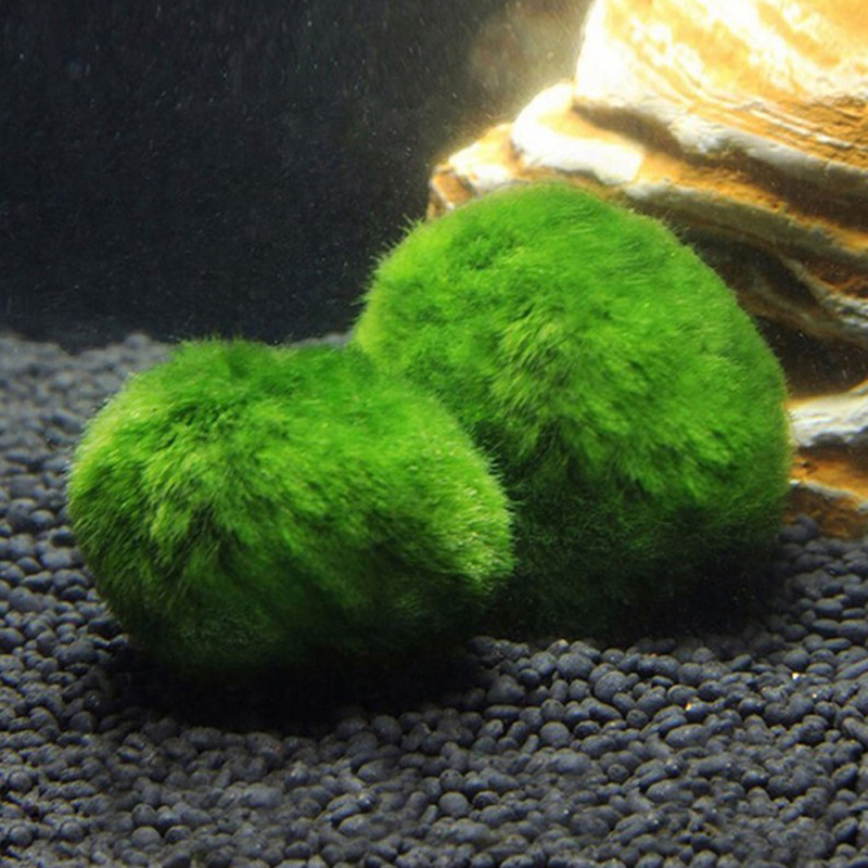 マリモモスボール 生きた水槽植物 藻類 魚 エビ 水槽飾り  - Live Plant Aquarium のレビューと価格