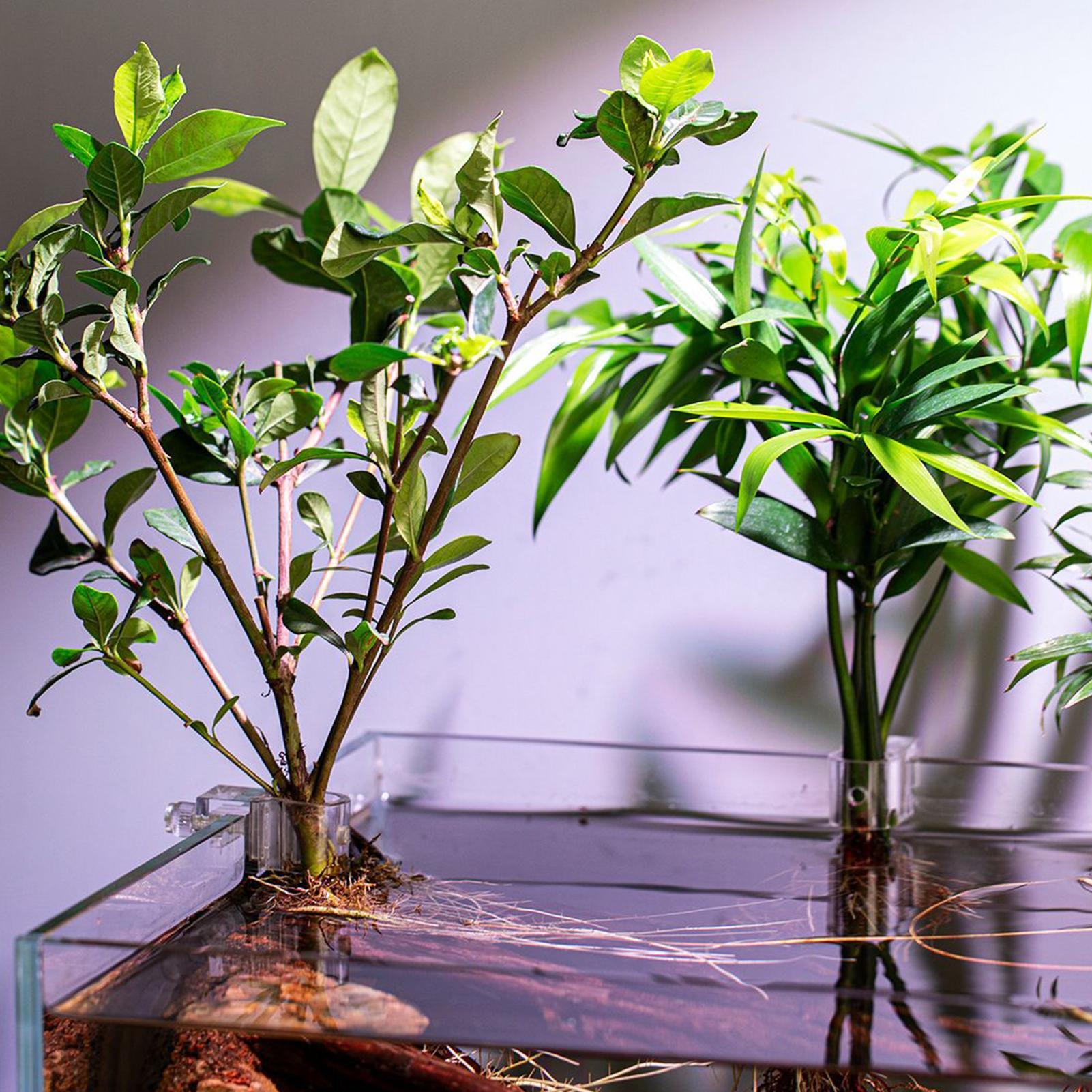 6 個の水族館植物ホルダー透明植栽ブラケット吊り下げ可能な植 - Aquarium Plants Live のレビューと価格