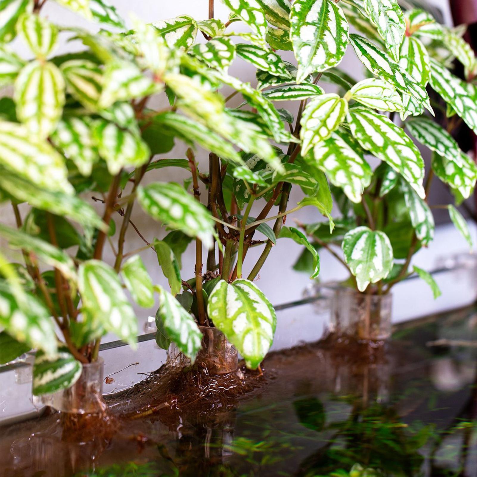 6 個の水族館植物ホルダー透明植栽ブラケット吊り下げ可能な植 - Aquarium Plants Live のレビューと価格