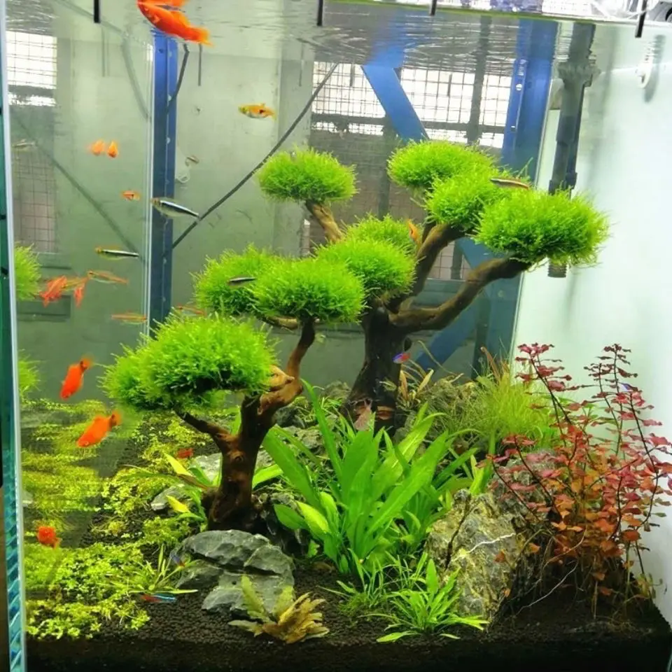 水槽装飾用流木飾り、水族館装飾、木工芸品、水槽装飾 - Aquarium Driftwood のレビューと価格